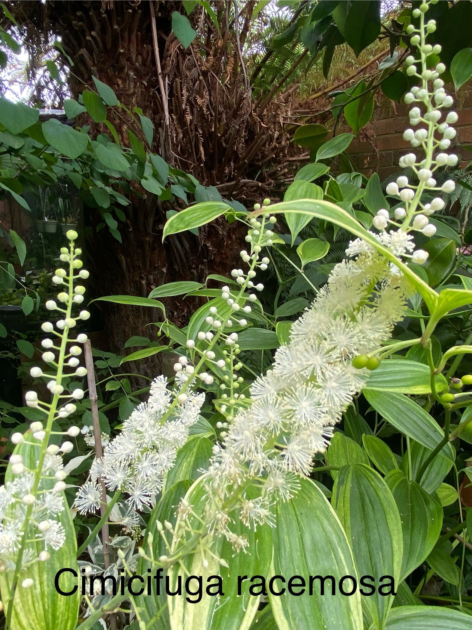 Actaea racemosa