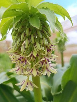 Eucomis bicolor | Bryan H Tonkin