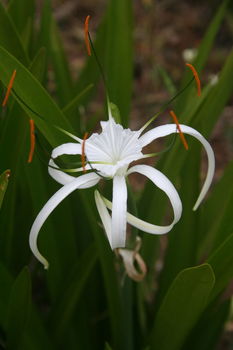 Hymenocallis littoralis