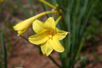 Chlidanthus Fragrans