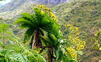 Sonchus fruticosus | Bryan H Tonkin